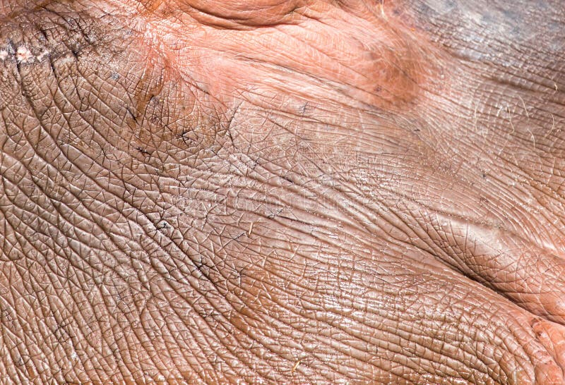 Nilpferd Haut als Hintergrund lizenzfreie stockfotografie
