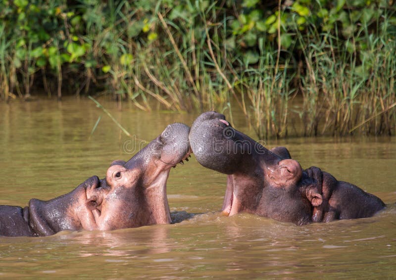 Nilpferdmutter, die mit ihrem Kind im Wasser am ISimangaliso-Sumpfgebiet-Park küsst