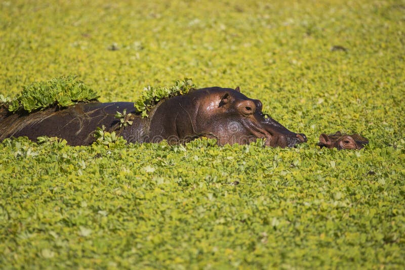 Nilpferdmutter und -kalb stockfoto Nilpferdmutter und -kalb stockfoto