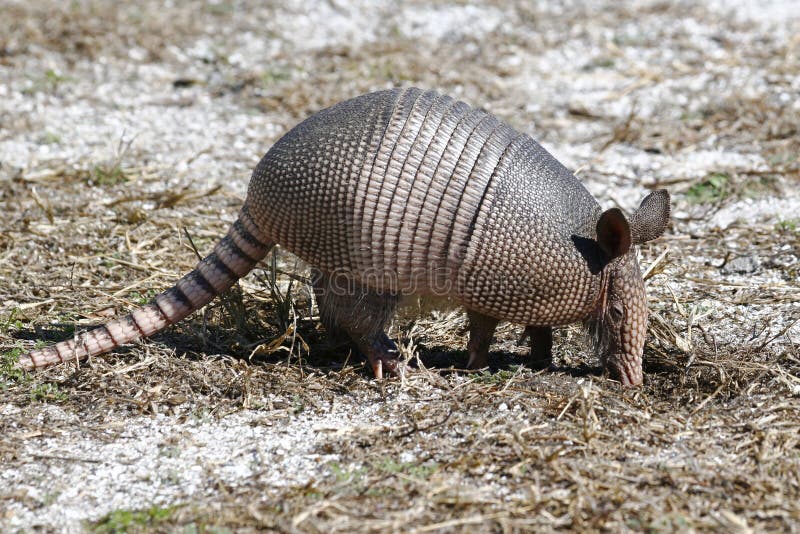 9 banded armadillo ball