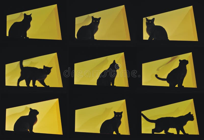 Black cat in yellow background in 9 frames in various poses indicating curiousity. Black cat in yellow background in 9 frames in various poses indicating curiousity