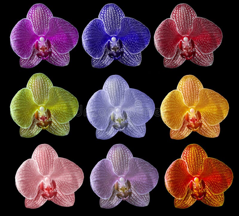 Nine Colors Orchid Flowers Isolated On Black Stock Image - Image of collection, flower: 27218611