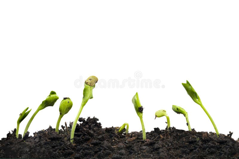 Nine Growing Squash Sprouts Isolated on Transparency Stock Photo