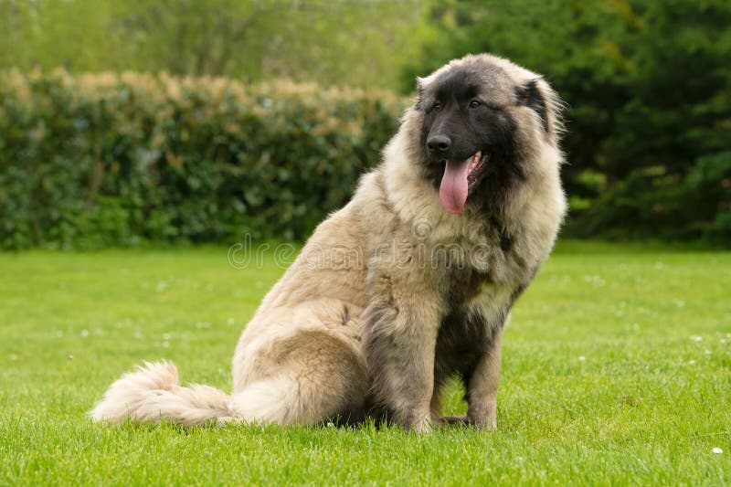 Nine months old Estrela Mountain young dog