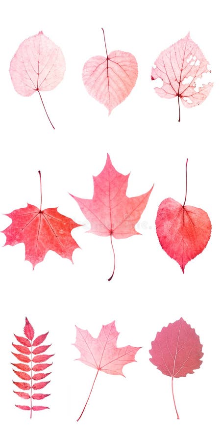 Nine red leaves isolated on white background. objects for design. High quality photo