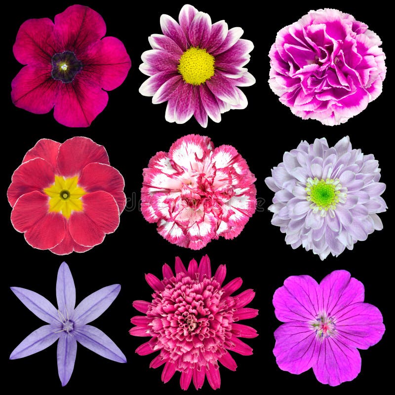 Nine Various Pink, Purple, Red Flowers Isolated