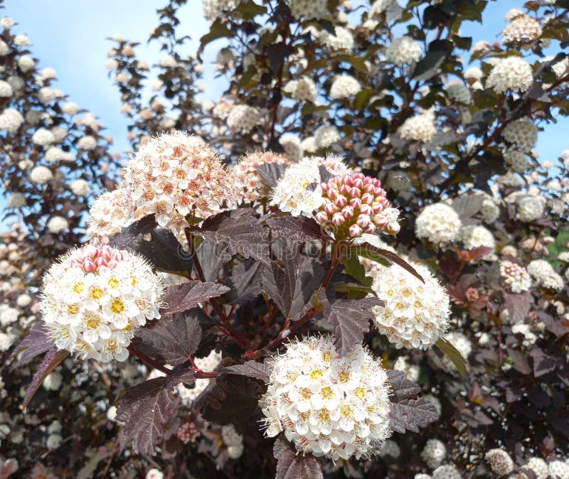 Ninebark plant stock photo. Image of evergreen, wine 279827486