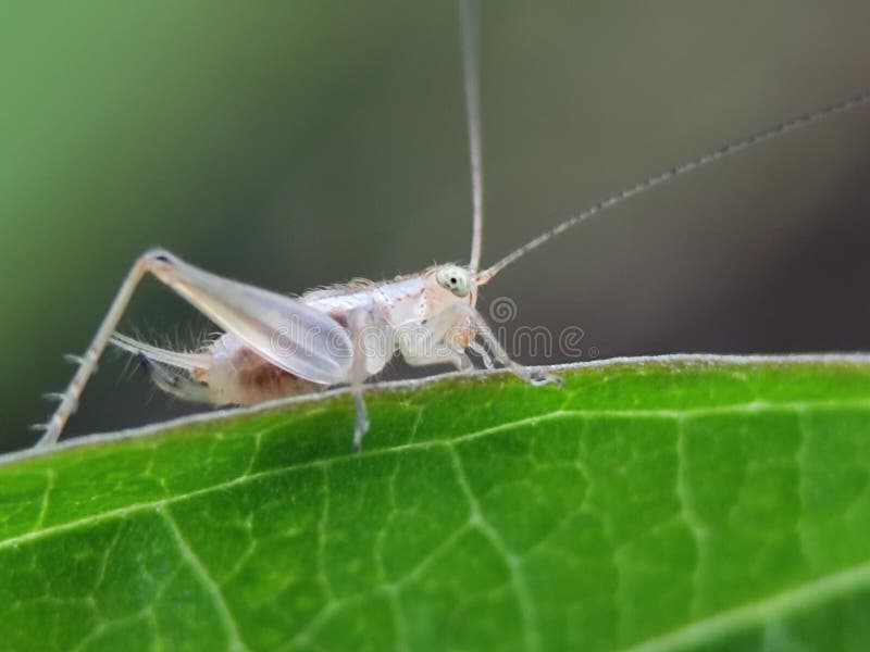 Ninfa di cricket verde pallido su una foglia verde vibrante. Chiusura dettagliata di un giovane insetto. fotografia stock libera da diritti