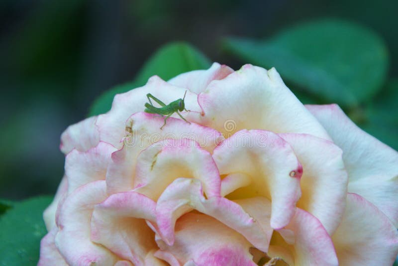 Ninfa recém-nascida do gafanhoto verde na flor da rosa foto de stock Ninfa recém-nascida do gafanhoto verde na flor da rosa foto de stock
