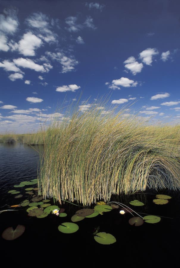 Ninfee nel delta di Okavango, Botswana fotografia stock libera da diritti Ninfee nel delta di Okavango, Botswana fotografia stock libera da diritti