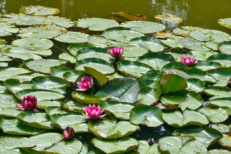 Ninfee in uno stagno Lotus Flowers fotografia stock libera da diritti Ninfee in uno stagno Lotus Flowers fotografia stock libera da diritti