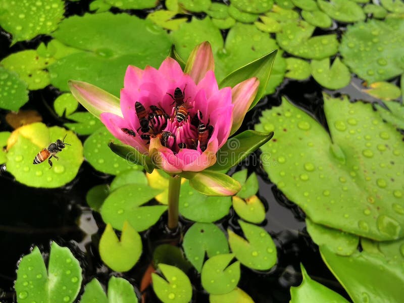 Water lilies are a group of plants containing about 70 known species. They are either tropical or hardy and grow in water 3 inches to 2 foot deep. The spread is variable from 2 foot to about 20 foot. Larger plants need larger water gardens or ponds. Short ones do well growing in containers. They prefer non-moving water without fountains or currents. Most prefer full sun but some will tolerate some shade. The flowers are showy and usually fragrant with showy lily pads for leaves. Viviparous water lilies form plantlets attached to the mother plant.'Colorado' is a hardy water lily and a profuse bloomer with salmon-coloured flowers spring through fall which are held 3-4 inches above the water. It is adaptable to smaller pots and ponds and is shade tolerant. The blooms have a light fragrance. Good choice for medium to large ponds. Water lilies are a group of plants containing about 70 known species. They are either tropical or hardy and grow in water 3 inches to 2 foot deep. The spread is variable from 2 foot to about 20 foot. Larger plants need larger water gardens or ponds. Short ones do well growing in containers. They prefer non-moving water without fountains or currents. Most prefer full sun but some will tolerate some shade. The flowers are showy and usually fragrant with showy lily pads for leaves. Viviparous water lilies form plantlets attached to the mother plant.'Colorado' is a hardy water lily and a profuse bloomer with salmon-coloured flowers spring through fall which are held 3-4 inches above the water. It is adaptable to smaller pots and ponds and is shade tolerant. The blooms have a light fragrance. Good choice for medium to large ponds.