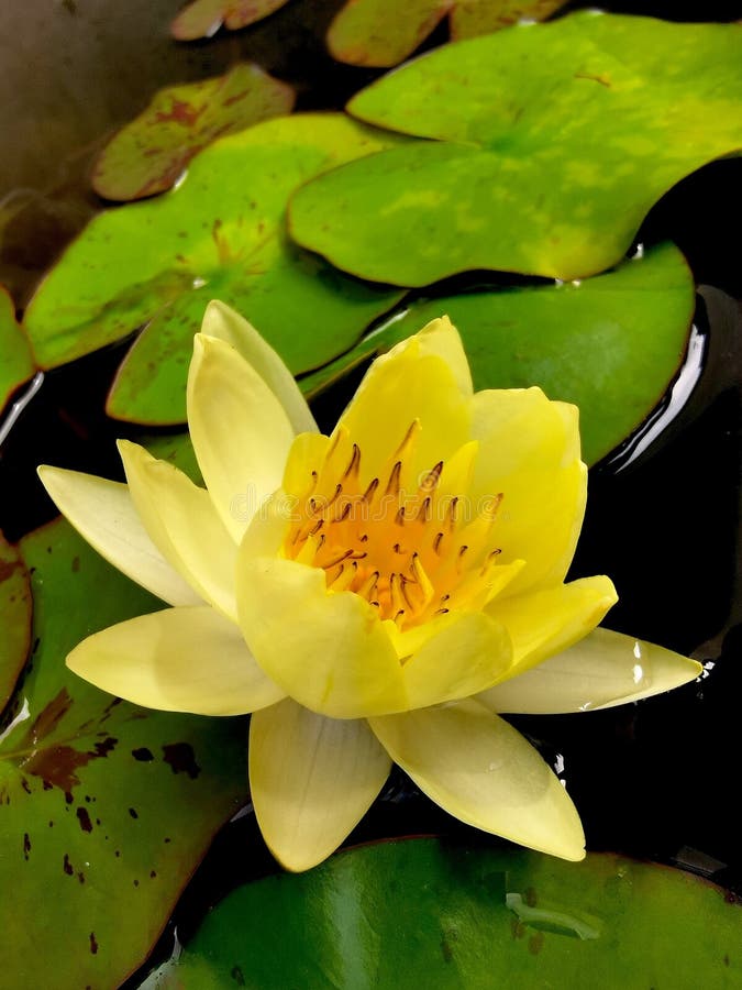 Water lilies are a group of plants containing about 70 known species. They are either tropical or hardy and grow in water 3 inches to 2 foot deep. The spread is variable from 2 foot to about 20 foot. Larger plants need larger water gardens or ponds. Short ones do well growing in containers. They prefer non-moving water without fountains or currents. Most prefer full sun but some will tolerate some shade. The flowers are showy and usually fragrant with showy lily pads for leaves. Viviparous water lilies form plantlets attached to the mother plant.'Colorado' is a hardy water lily and a profuse bloomer with salmon-coloured flowers spring through fall which are held 3-4 inches above the water. It is adaptable to smaller pots and ponds and is shade tolerant. The blooms have a light fragrance. Good choice for medium to large ponds. Water lilies are a group of plants containing about 70 known species. They are either tropical or hardy and grow in water 3 inches to 2 foot deep. The spread is variable from 2 foot to about 20 foot. Larger plants need larger water gardens or ponds. Short ones do well growing in containers. They prefer non-moving water without fountains or currents. Most prefer full sun but some will tolerate some shade. The flowers are showy and usually fragrant with showy lily pads for leaves. Viviparous water lilies form plantlets attached to the mother plant.'Colorado' is a hardy water lily and a profuse bloomer with salmon-coloured flowers spring through fall which are held 3-4 inches above the water. It is adaptable to smaller pots and ponds and is shade tolerant. The blooms have a light fragrance. Good choice for medium to large ponds.