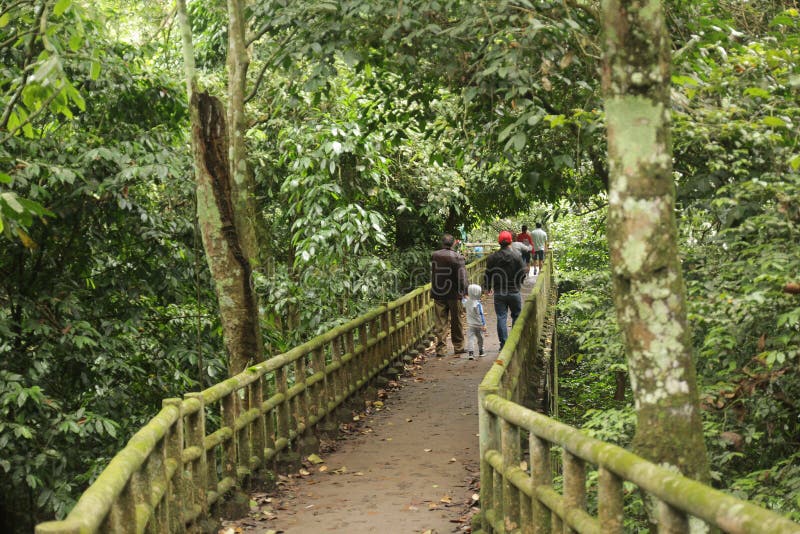 Ninh Binh, Vietnam - aprile 30,2018: Bello ponte con gli alberi verdi da entrambi i lati nella foresta immagine stock libera da diritti Ninh Binh, Vietnam - aprile 30,2018: Bello ponte con gli alberi verdi da entrambi i lati nella foresta immagine stock libera da diritti