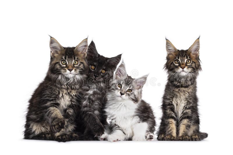 Fileira De Quatro Gatos De Maine Coon Foto de Stock - Imagem de meninos,  quatro: 114542072