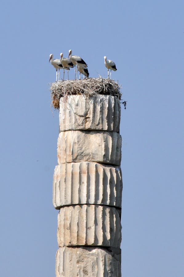 White Stork - Ciconia ciconia Nest at Temple Of Artemis Selcuk near Ephesus, Turkey.
Site of the Temple Of Artemis Selcuk near Ephesus, Turkey with white storks nesting on top of the column.
The Temple of Artemis or Artemision also known less precisely as the Temple of Diana, was a Greek temple dedicated to an ancient, local form of the goddess Artemis associated with Diana, a Roman goddess. It was located in Ephesus near the modern town of Selçuk in present-day Turkey. Only foundations and fragments of the last temple remain at the site. White Stork - Ciconia ciconia Nest at Temple Of Artemis Selcuk near Ephesus, Turkey.
Site of the Temple Of Artemis Selcuk near Ephesus, Turkey with white storks nesting on top of the column.
The Temple of Artemis or Artemision also known less precisely as the Temple of Diana, was a Greek temple dedicated to an ancient, local form of the goddess Artemis associated with Diana, a Roman goddess. It was located in Ephesus near the modern town of Selçuk in present-day Turkey. Only foundations and fragments of the last temple remain at the site.