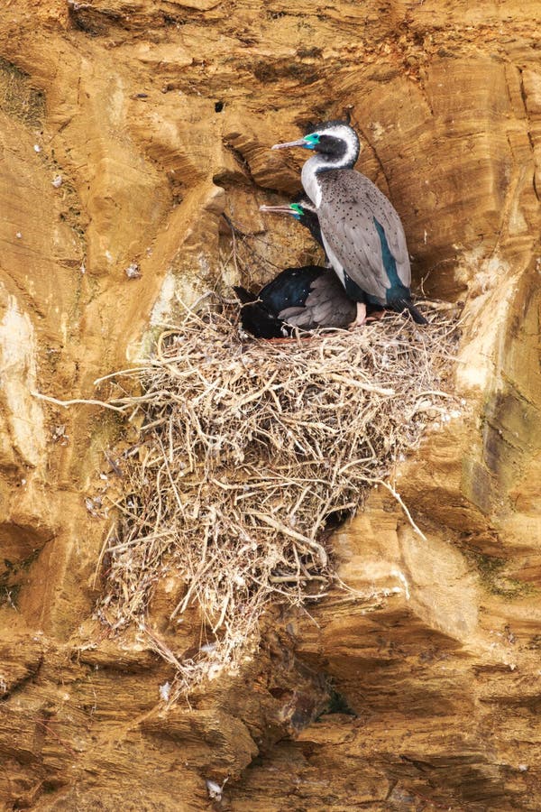 Ninho do cormorão em uma cara do penhasco imagens de stock Ninho do cormorão em uma cara do penhasco imagens de stock