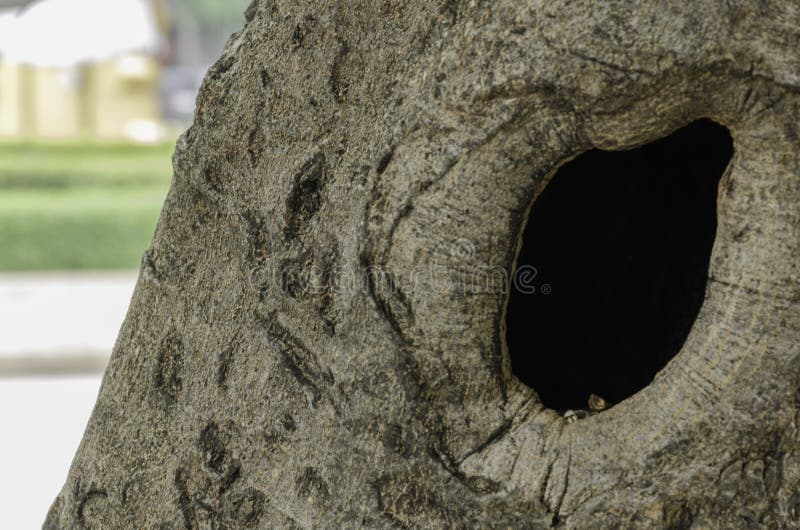 Ninho de pássaro em tronco de árvore oco foto de stock