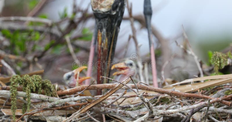 Ninho e bebê da cegonha de madeira Animais selvagens Florida EUA