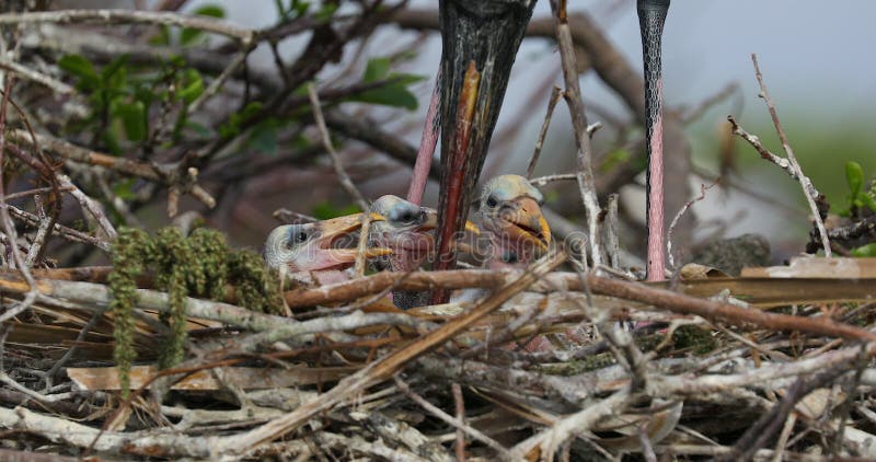 Ninho e bebê da cegonha de madeira Animais selvagens Florida EUA