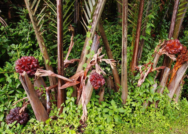 Nipah palms and fruit in the wilds stock images Nipah palms and fruit in the wilds stock images