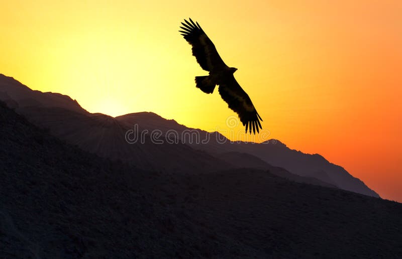 Nipalensis Aquila αετών στεπών που πετά κατά μήκος της κορυφογραμμής βουνών στοκ εικόνα με δικαίωμα ελεύθερης χρήσης Nipalensis Aquila αετών στεπών που πετά κατά μήκος της κορυφογραμμής βουνών στοκ εικόνα με δικαίωμα ελεύθερης χρήσης