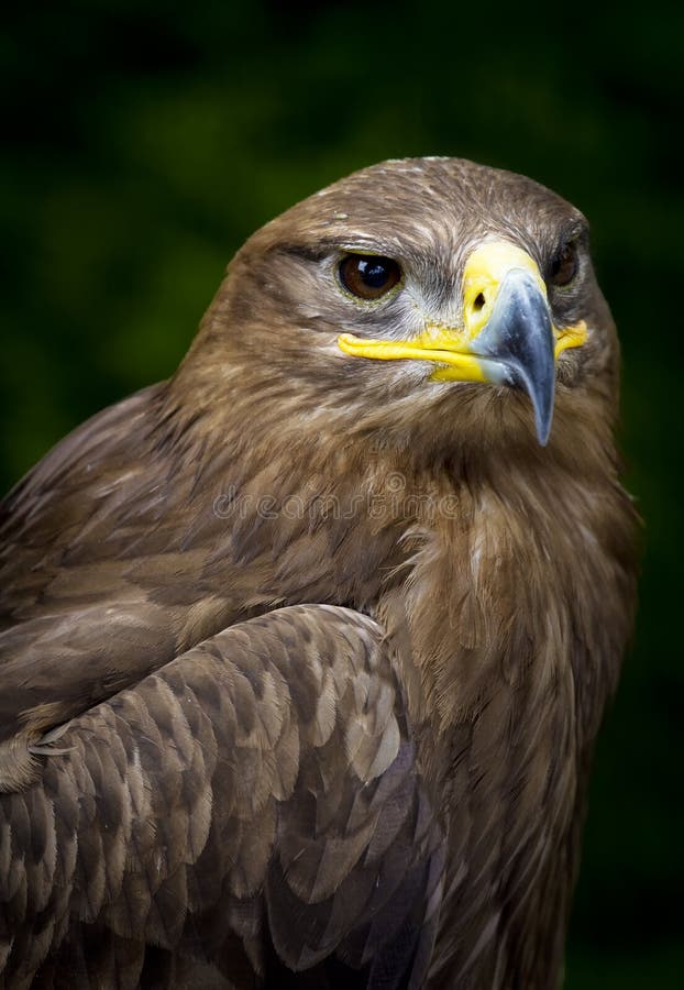 Nipalensis d'Aquila d'aigle de steppe image stock Nipalensis d'Aquila d'aigle de steppe image stock