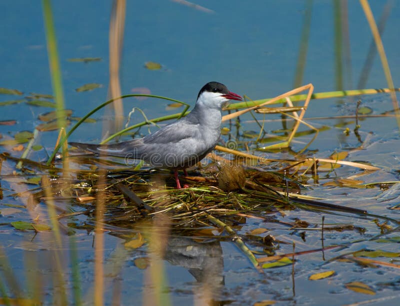 Nipote di sterna sul lago immagine stock