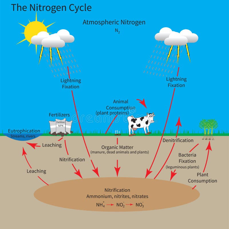 Cyklus dusíku, který ukazuje, jak prvek dusík je koloval prostřednictvím prostředí.