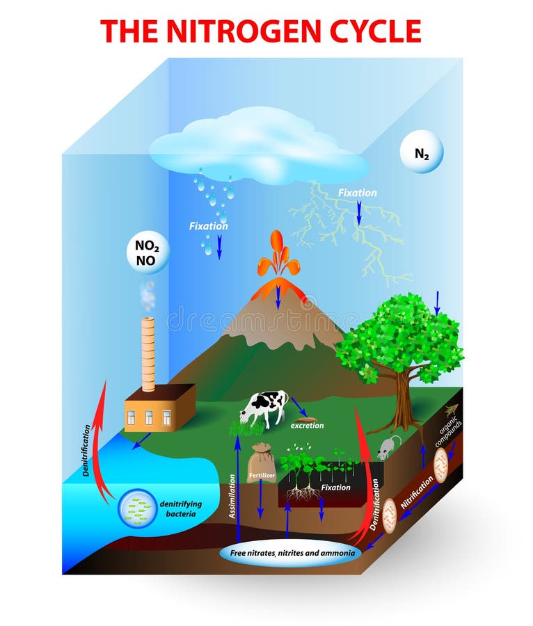 Nitrogen Cycle