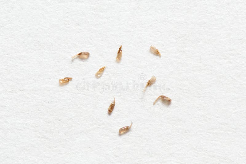 Nits Removed From The Hair, On White Paper Background Stock Image
