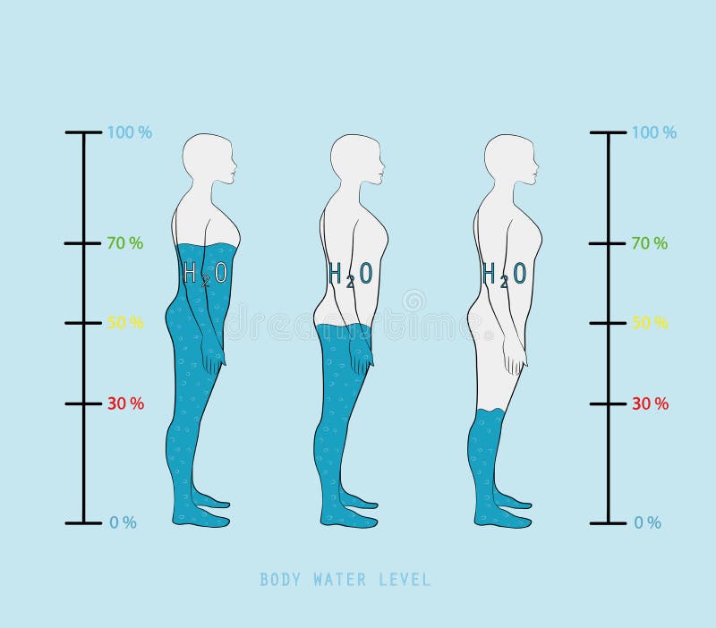 Niveau van het het waterpercentage van het vrouwensilhouet het infographic tonende in menselijk lichaams vectorillustratie vector illustratie Niveau van het het waterpercentage van het vrouwensilhouet het infographic tonende in menselijk lichaams vectorillustratie vector illustratie