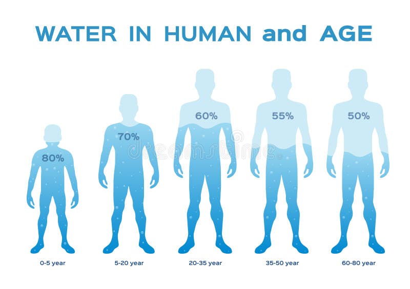 Nivel De Agua En La Infografia Del Cuerpo Humano Y Del Vector De Edad Ilustracion Del Vector Ilustracion De Alimentos Vector