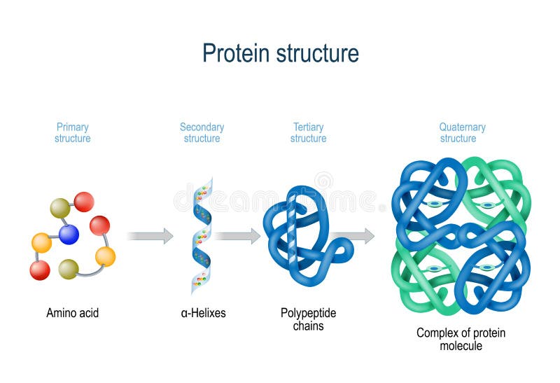 Niveles de estructura de la proteína de los aminoácidos al complejo de la molécula de proteína