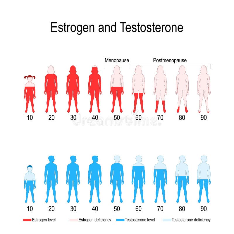 Niveles de hormona del estrógeno y de la testosterona