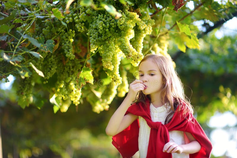 Niña linda que cosecha las uvas en un viñedo imagenes de archivo Niña linda que cosecha las uvas en un viñedo imagenes de archivo