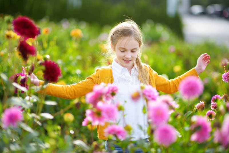 Niña linda que juega en campo floreciente de la dalia Niño que escoge las flores frescas en prado de la dalia en día de verano so foto de archivo Niña linda que juega en campo floreciente de la dalia Niño que escoge las flores frescas en prado de la dalia en día de verano so foto de archivo