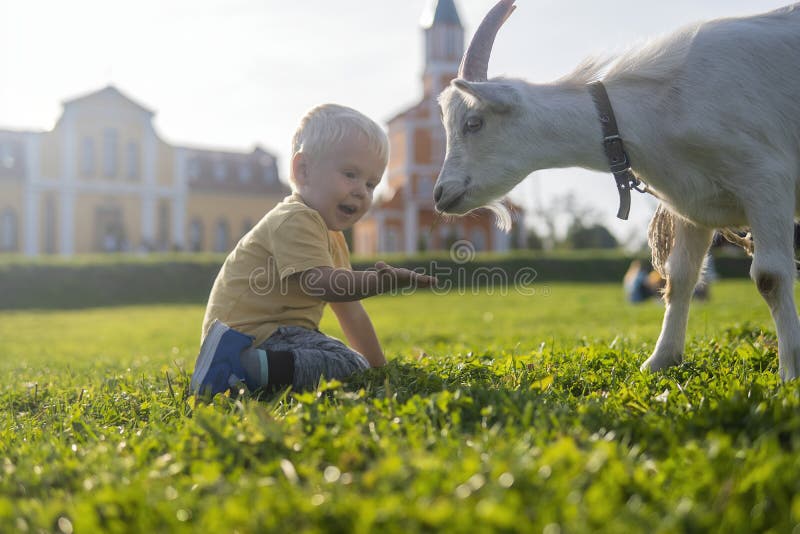 Niñito alimentando una pequeña hierba de cabra en un día soleado imágenes de archivo libres de regalías