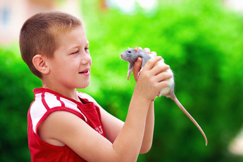 Niño del muchacho que juega con el animal doméstico de la rata foto de archivo Niño del muchacho que juega con el animal doméstico de la rata foto de archivo