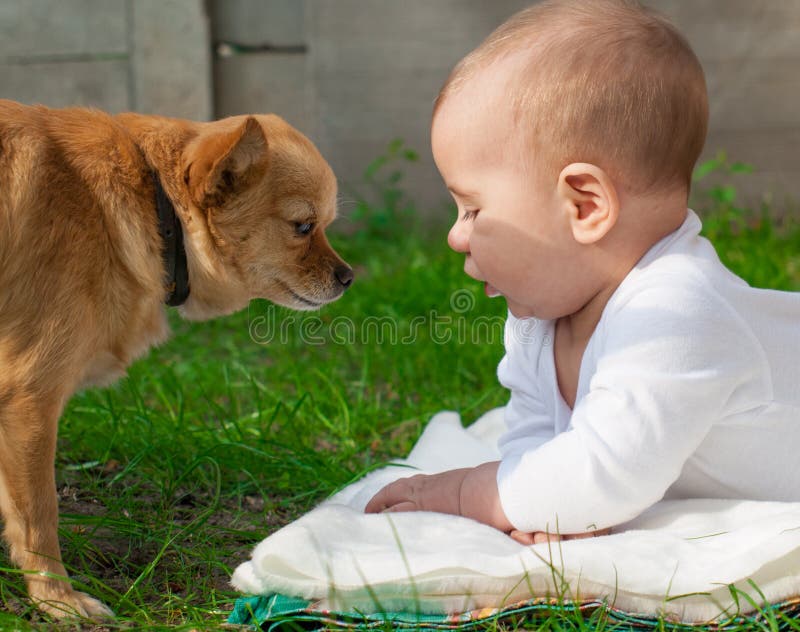 Niño del niño pequeño y perro felices de la chihuahua junto imagenes de archivo Niño del niño pequeño y perro felices de la chihuahua junto imagenes de archivo