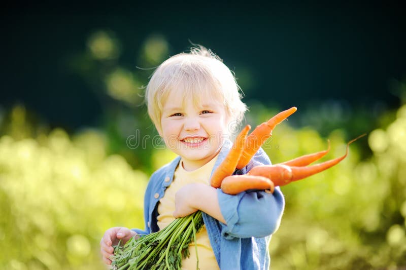 Niño pequeño lindo que sostiene un manojo de zanahorias orgánicas frescas en jardín nacional imágenes de archivo libres de regalías Niño pequeño lindo que sostiene un manojo de zanahorias orgánicas frescas en jardín nacional imágenes de archivo libres de regalías