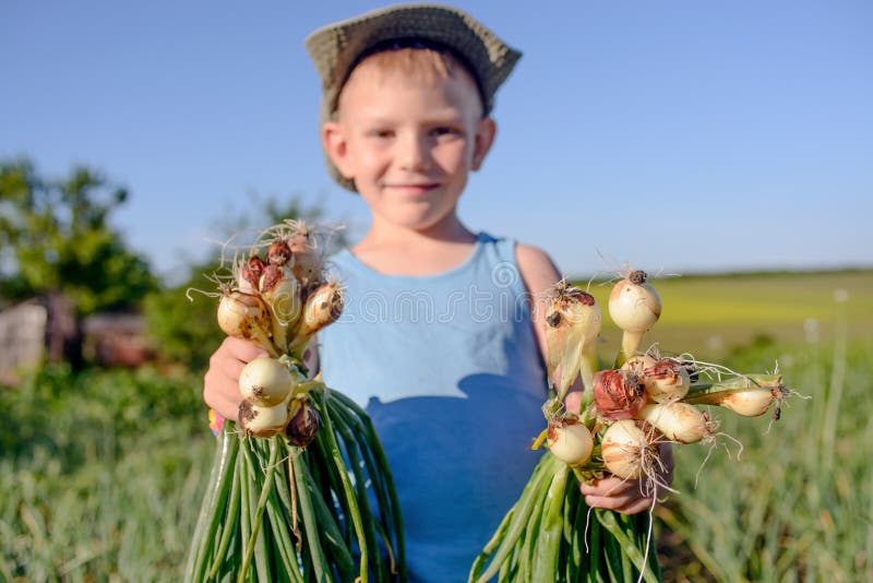 Niño pequeño orgulloso que sostiene los manojos de cebollas frescas foto de archivo