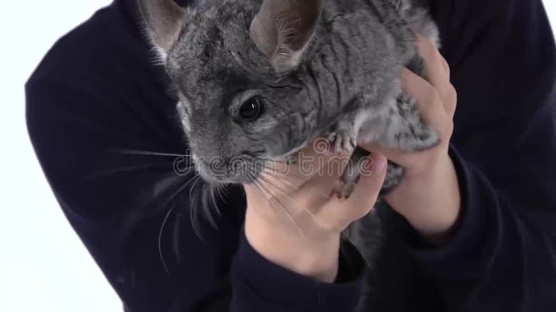 Niño sostiene chinchilla gris con fondo blanco. movimiento lento. cerrar