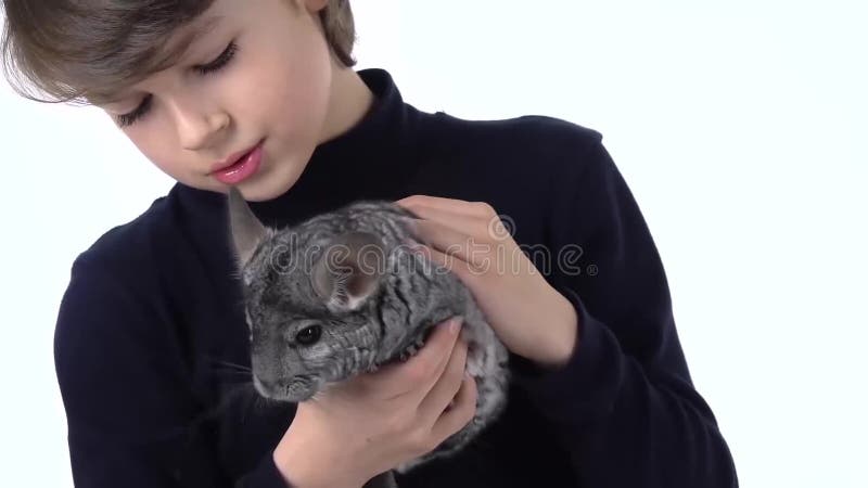 Niño sostiene y acaricia a chinchilla gris con fondo blanco. movimiento lento. cerrar