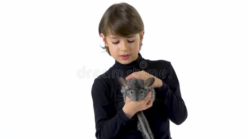 Niño sostiene y acaricia a chinchilla gris con fondo blanco. movimiento lento.