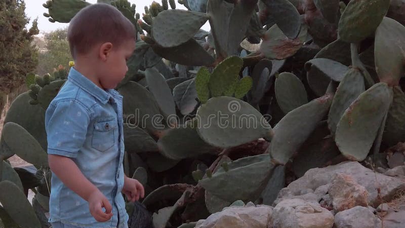 Niños pequeños jugando con rocas de piedra caliza cerca del cactus grande. movimiento lento