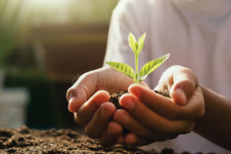 Niños que cuidan la plántula mano que sostiene el pequeño árbol en luz de la mañana fotografía de archivo.