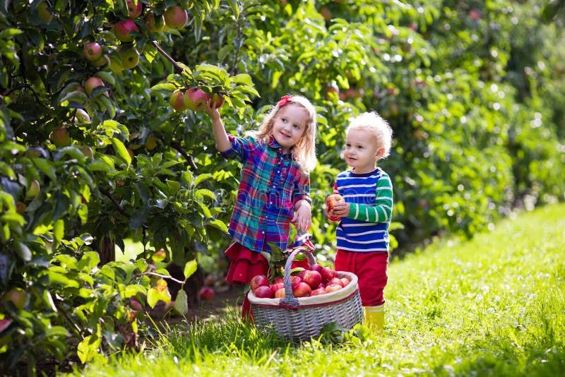 Niños que escogen manzanas en jardín de la fruta foto de archivo libre de regalías Niños que escogen manzanas en jardín de la fruta foto de archivo libre de regalías