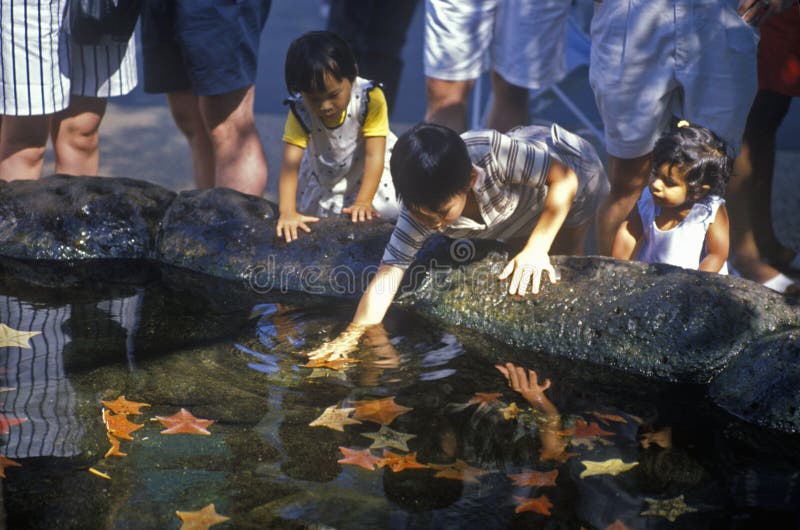 Children playing in tide pool at Sea World, San Diego, CA. Children playing in tide pool at Sea World, San Diego, CA