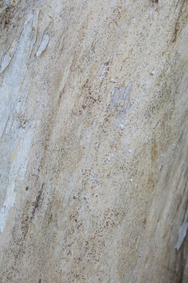 No bark on the tree stock image. Image of background 124326451